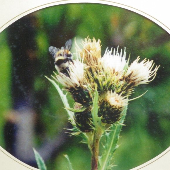 Thistle Bumble Bee Framed Photo Print Oval Matte - Picture 2 of 6